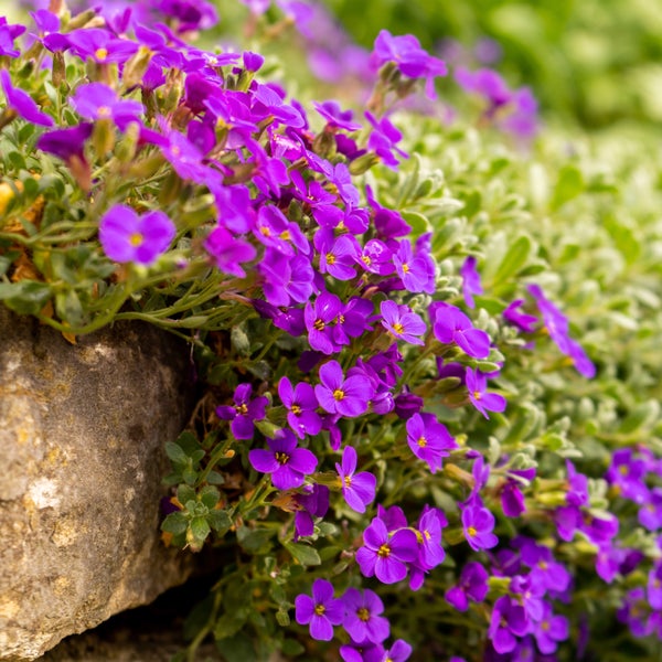 Aubrieta-Pflanze mit violetten Blüten neben einem Stein
