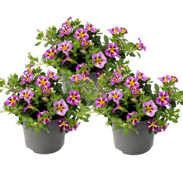 Zauberglöckchen Minihängepetunie Calibrachoa 12cm Topf Set mit 3 Pflanzen zweifarbig lila-gelb