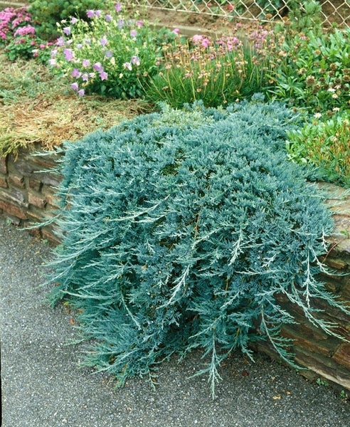 Juniperus horizontalis 'Glauca', Kriech-Wacholder, blaugrün, 20–30 cm