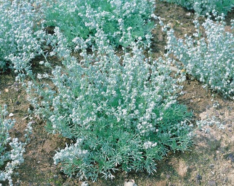 Artemisia schmidtiana 'Nana', Silberwermut, kompakt, ca. 9x9 cm Topf