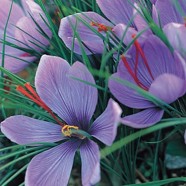 Nahaufnahme von Safranblüten in einer Gartenanlage