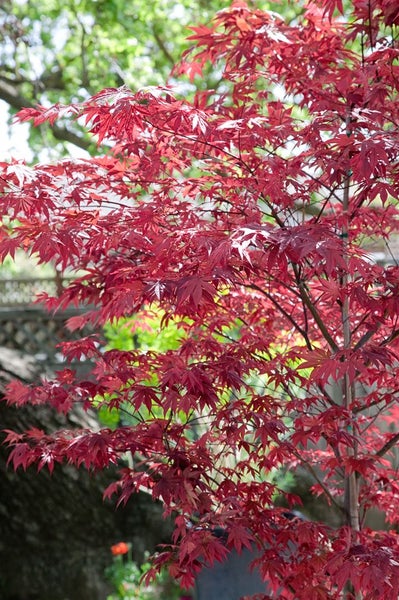 Acer palmatum 'Fireglow', Japanischer Ahorn, rot, 60–80 cm