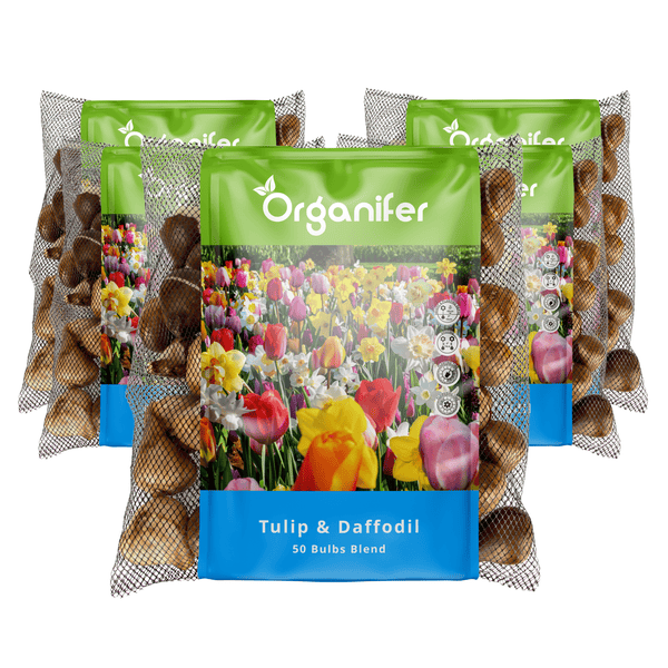 Tulpen und Narzissen Blumenzwiebeln, 50 Stück, im Netz verpackt