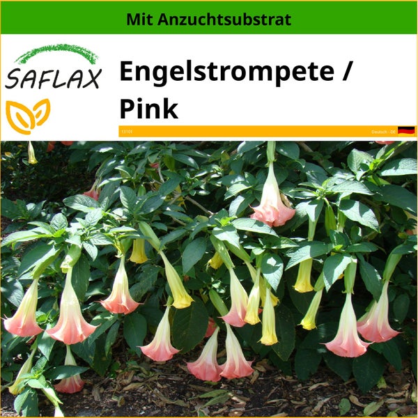 SAFLAX  - Engelstrompete / Pink - Brugmansia suaveolens Pink - 10 Samen - Mit keimfreiem Anzuchtsubstrat