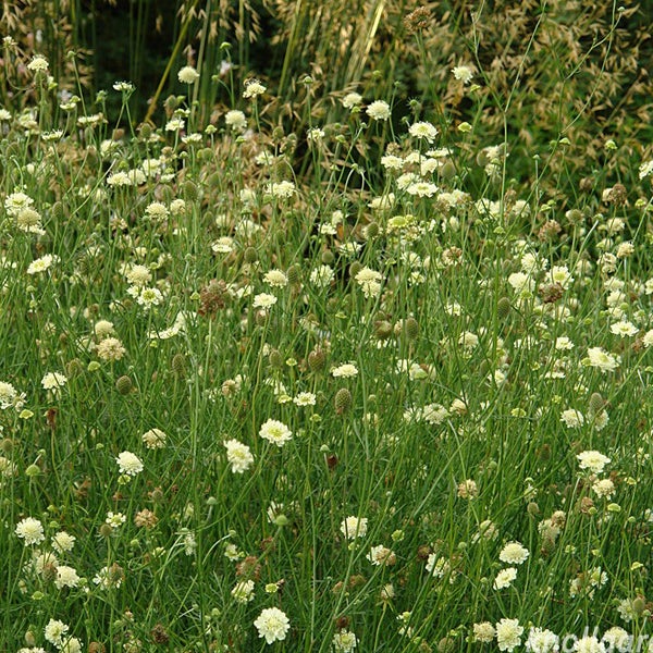 Feld mit Wiesen-Skabiose Pflanzen