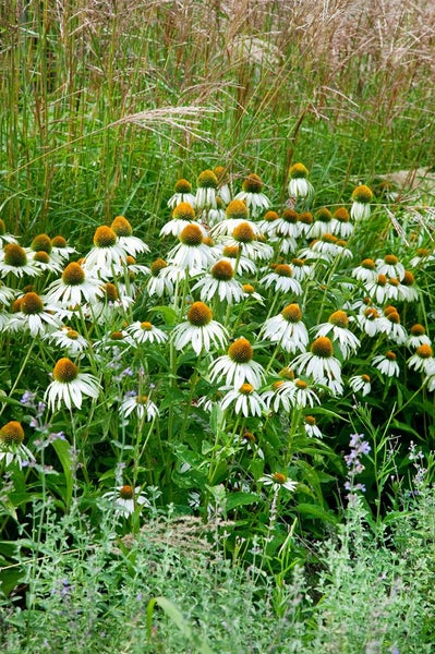 Echinacea purpurea 'Alba', weiß, ca. 9x9 cm Topf