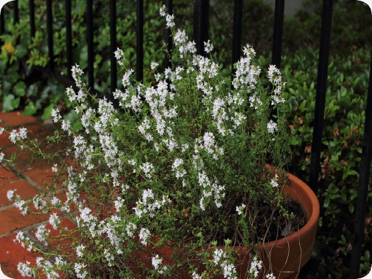 SAFLAX Garden to go - Echter Thymian - Thymus vulgaris - 200 Samen - Mit Topf, Klima - Deckel und Anzuchtsubstrat