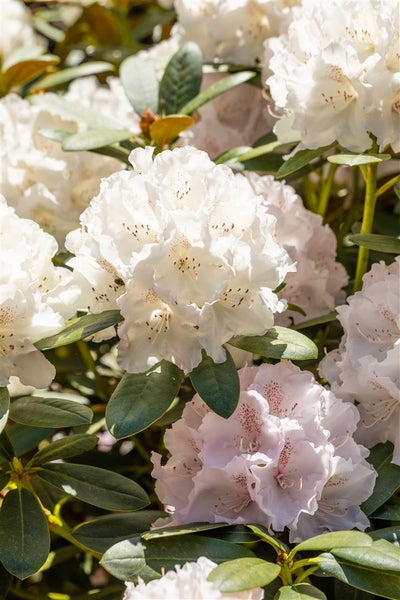 Nahaufnahme einer Rhododendronblüte mit weißen Blüten und grünen Blättern