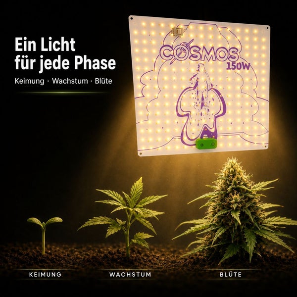 Cosmos 150 Watt LED-Pflanzenlampe über drei Pflanzen in den Wachstumsstadien Keimung, Wachstum und Blüte.