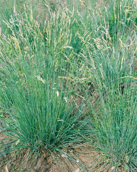Festuca amethystina, Blauschwingel, ca. 9x9 cm Topf