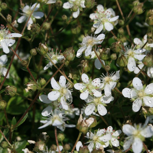 Nahaufnahme von blühendem Sandkraut