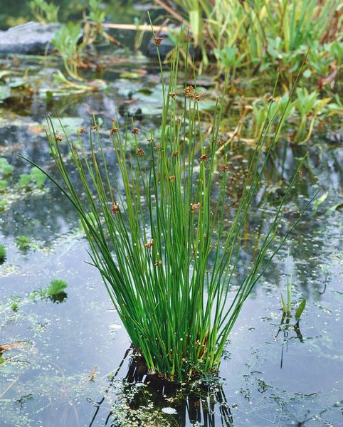 Juncus effusus, Flatter-Binse, ca. 9x9 cm Topf