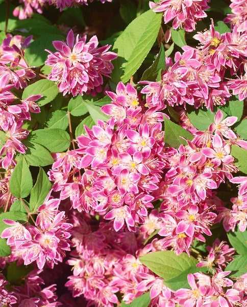 Deutzia magnifica 'Tourbillon Rouge', Maiblumenstrauch, rosa, 80–100 cm