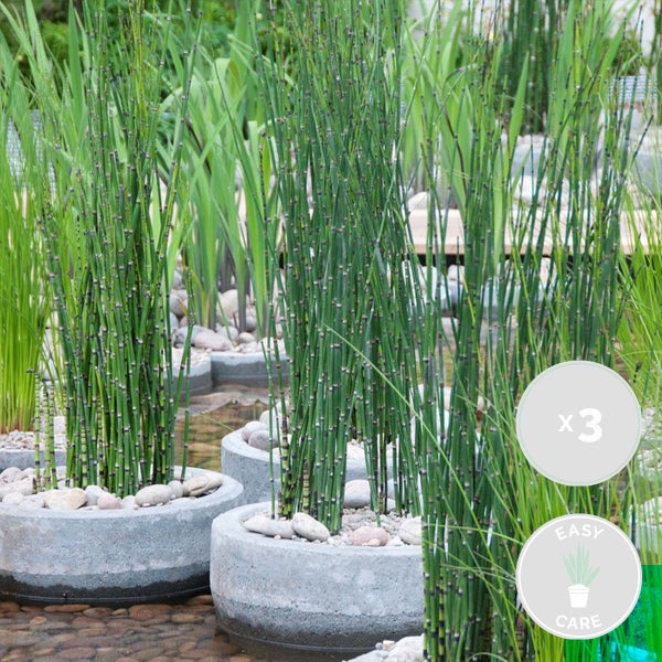 3x Equisetum Japonicum – Japanische Hohlpfeife – Wartungsfreundlich – ⌀9 cm - ↕20-30 cm