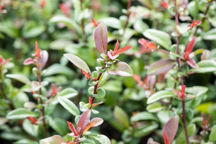 Chaenomeles 'Friesdorfer Typ 205', Zierquitte, 40–60 cm