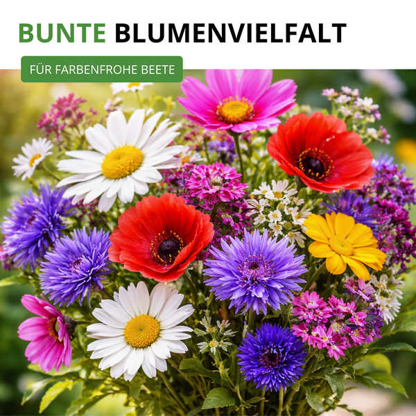 Bunte Mischung verschiedener Blumen wie Margeriten, Mohn und Astern für farbenfrohe Beete.