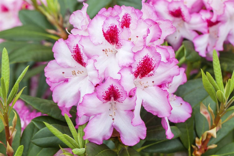 Nahaufnahme einer Rhododendronblüte mit Blättern