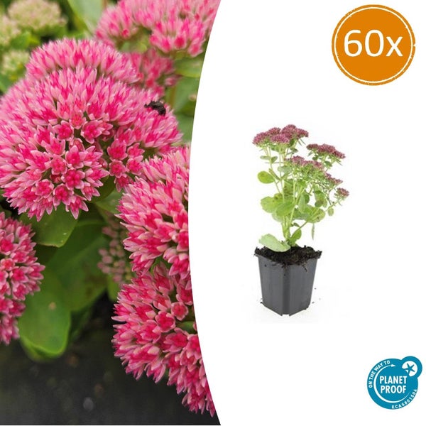 Fette Henne - Sedum telephium 'Herbstfreude' - pflegeleichte Staude - 9cm Topf - Set mit 60 Pflanzen
