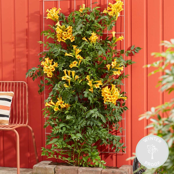 Bloomique - Campsis Radicans Flava - Trompetenblume - Gelb - Kletterpflanzen - Gartenpflanzen - Winterhart - 50-70 cm Hoch - Topf 15 cm