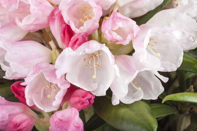 Rhododendron yakushimanum 'Koichiro Wada', weiß, 30–40 cm