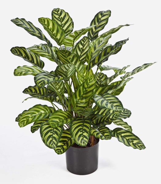 Zimmerpflanze Korbmarante Calathea mit gemusterten Blättern in einem dunklen Topf.