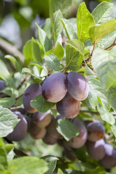 Prunus domestica 'Herman', Pflaume, 150–200 cm, süß und saftig