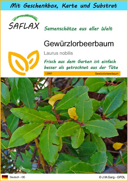 SAFLAX Geschenk Set - Gewürzlorbeerbaum - Laurus nobilis - 6 Samen - Mit Geschenkbox, Versandaufkleber, Geschenkkarte und Anzuchtsubstrat