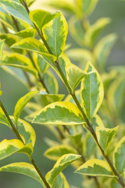 Ligustrum ovalifolium 'Aureum', Goldliguster, gelb-grün, 40–60 cm