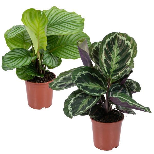 Calathea 'Medaillon' & 'Orbifolia' | Luftreinigende Zimmerpflanzen im Anspiratietopf ⌀14 cm - ↕40-45 cm