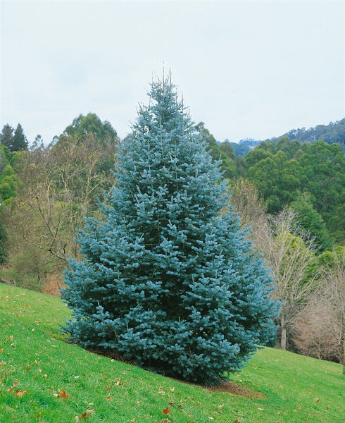 Abies concolor, Weiß-Tanne, 40–60 cm