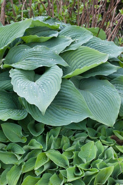 Hosta sieboldiana 'Blue Angel', Blaublatt-Funkie, ca. 13 cm Topf