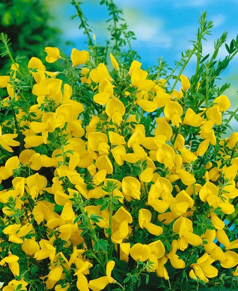 Cytisus scoparius 'Vanesse', Besenginster, rosa Blüten, 60–80 cm
