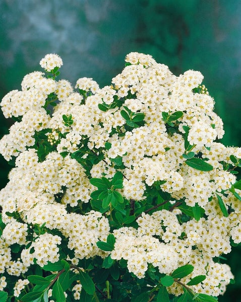 Spiraea nipponica 'Snowmound', Japanische Spiere, weiß, 40–60 cm