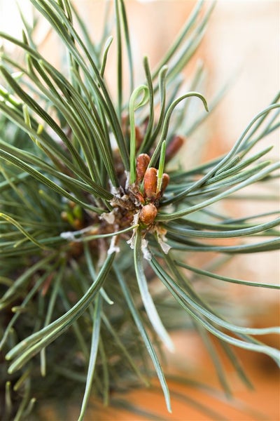 Pinus mugo 'Klostergrün', Bergkiefer, immergrün, 70–80 cm