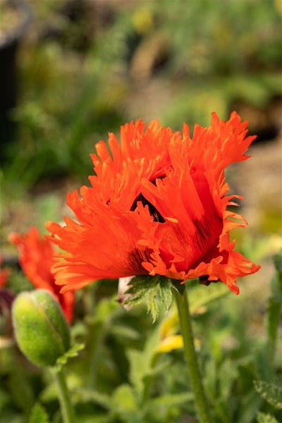 Papaver orientale 'Türkenlouis', Türkischer Mohn, leuchtend rot, ca. 11x11 cm Topf