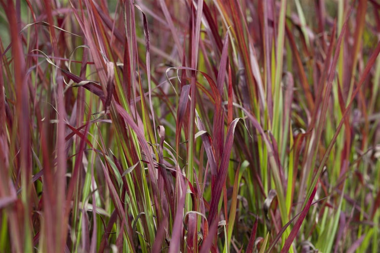 Imperata cylindrica 'Red Baron', Japanisches Blutgras, ca. 9x9 cm Topf