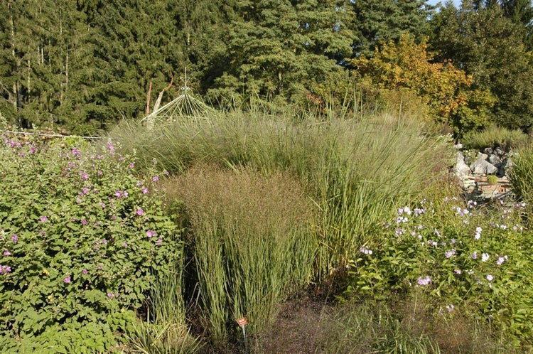 Hohes Ziergras im Garten neben blühenden Sträuchern mit rosa Blüten und dichtem Baumbestand im Hintergrund.