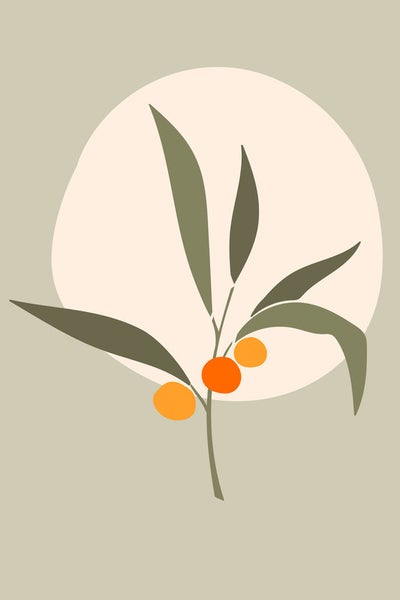 Grafik einer Pflanze mit Blättern und Früchten