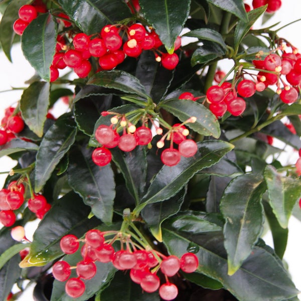 Gewürzbeere - Gekerbte Spitzblume - Ardisia crenata - 14cm Topf - ca. 45cm hoch