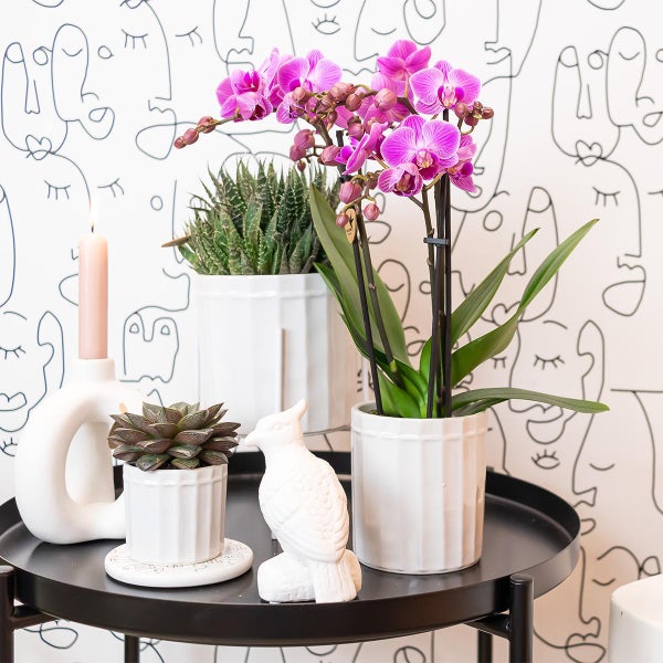 Kolibri Orchids Lila/rosa Phalaenopsis Orchidee Mineral Vienna Topfgröße 9cm blühende Zimmerpflanze frisch vom Züchter