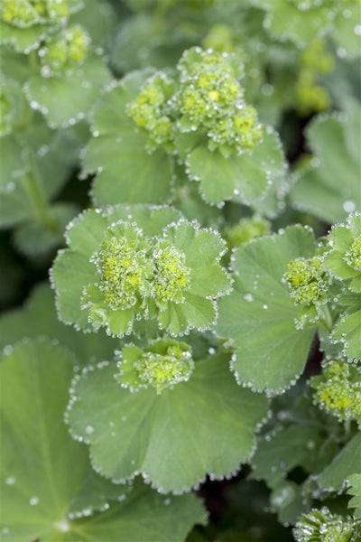 Alchemilla mollis, Frauenmantel, grünlich-gelb, ca. 9x9 cm Topf