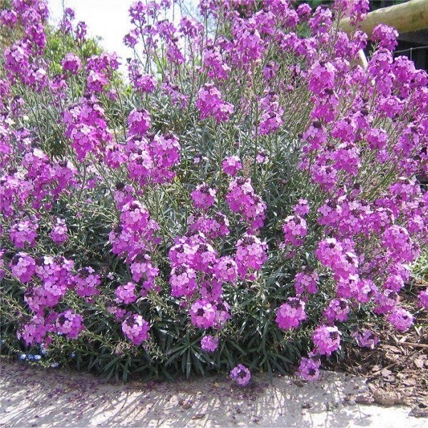 Blühende Nachtviole im Garten
