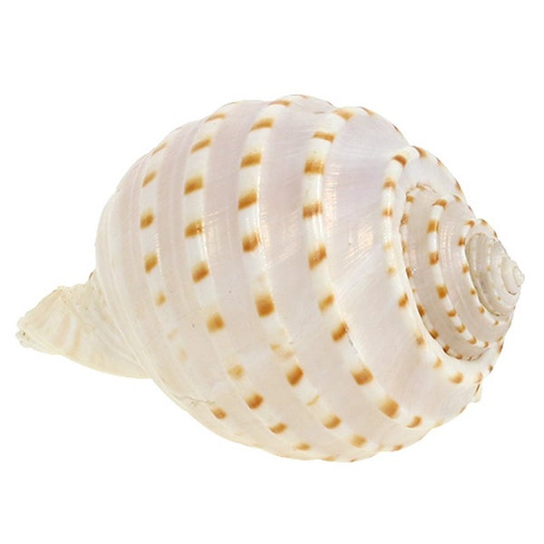 Dekorative Tonnaschnecke mit spiralförmigem Gehäuse und braunem Punktmuster.