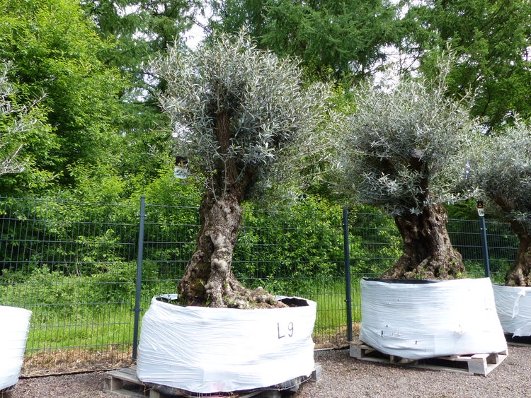 genau dieser Baum L9 Olivenbaum 230 cm, knorrige alte urige Olive winterhart