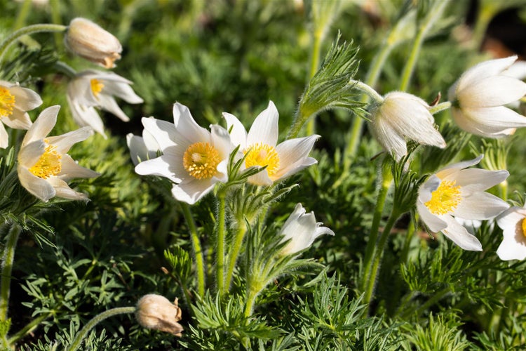 Pulsatilla vulgaris 'Alba', Küchenschelle, weiß, ca. 9x9 cm Topf