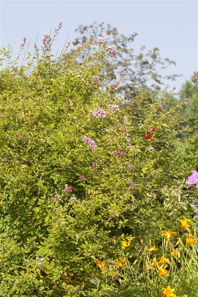 Syringa microphylla 'Superba', Zwergflieder, rosa Blüten, 60–80 cm