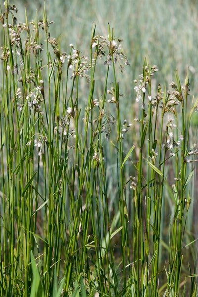 Eriophorum vaginatum, Wollgras, ca. 9x9 cm Topf