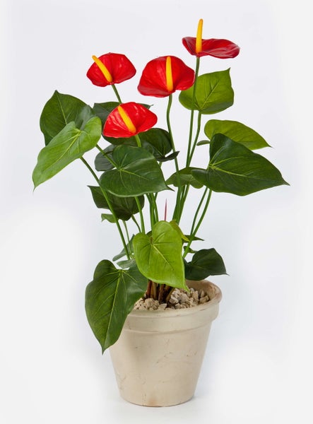 Künstliche Anthurie in einem hellen Topf mit großen grünen Blättern und roten Blüten.