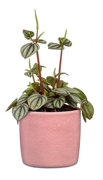 Scheurich Solido, Blumentopf aus Keramik,  Farbe: Rosea, 21,2 cm Durchmesser, 19,3 cm hoch, 5,6 l Vol.