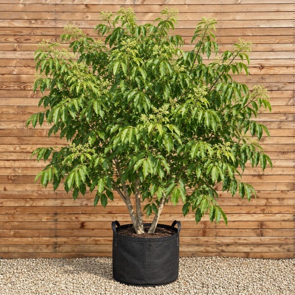 Blühender Baum in einem schwarzen Pflanzgefäß aus Textil vor einer Holzwand